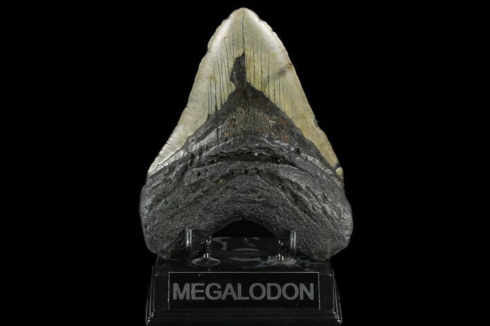 Fossil Megalodon Tooth - North Carolina #124433